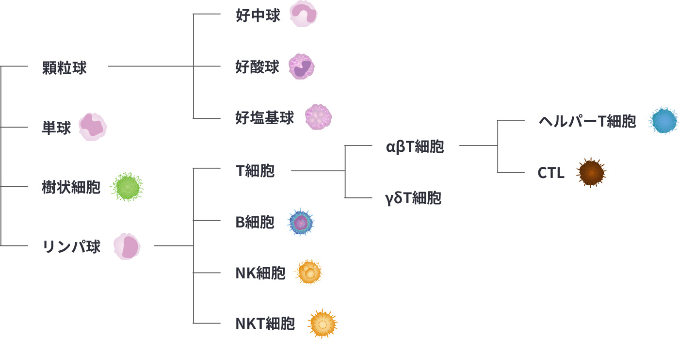 免疫担当細胞一覧